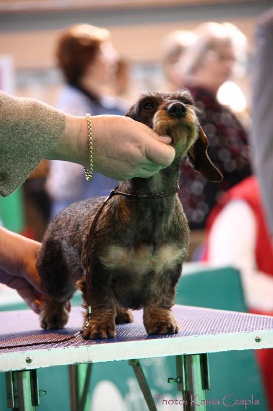 Crufts2011_2 1069.jpg